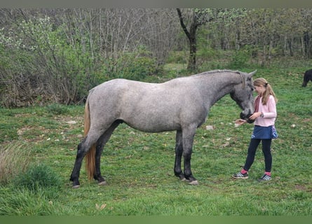 Lipizzanos, Caballo castrado, 3 años, 155 cm, Tordo