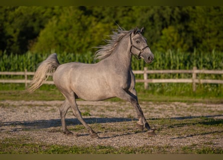 Lipizzanos, Caballo castrado, 3 años, 160 cm, Tordo