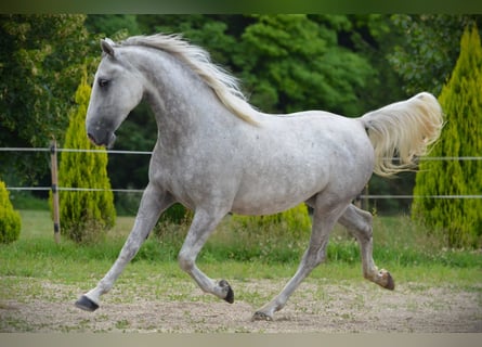 Lipizzanos, Caballo castrado, 5 años, 156 cm