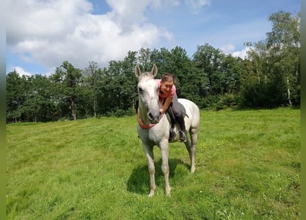 Lipizzanos, Caballo castrado, 9 años, 158 cm, Tordo