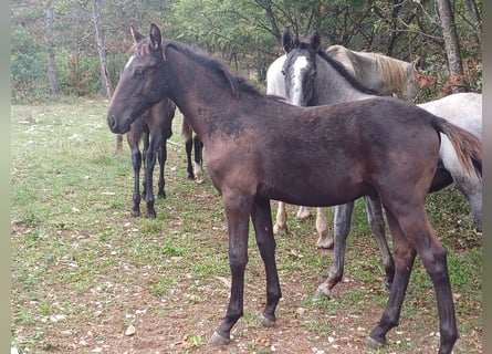 Lipizzanos, Semental, 2 años, 151 cm, Negro