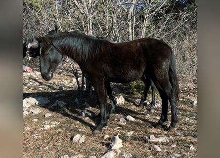 Lipizzanos, Semental, 2 años, 151 cm, Negro