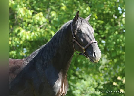Lipizzanos, Semental, 3 años, 160 cm, Negro