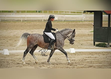 Lipizzanos, Semental, 7 años, 163 cm, Tordo