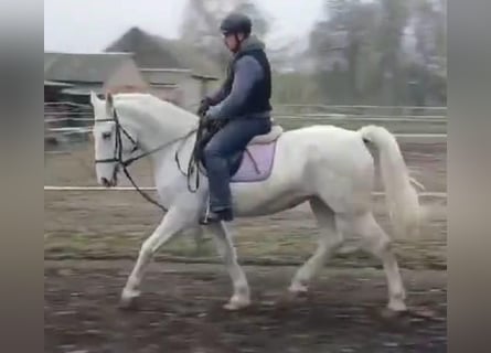 Lipizzanos, Yegua, 8 años, 160 cm, White/Blanco