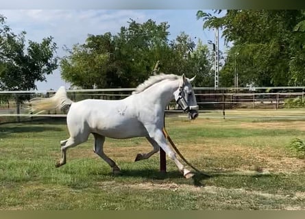 Lipizzanos, Yegua, 8 años, 160 cm, White/Blanco