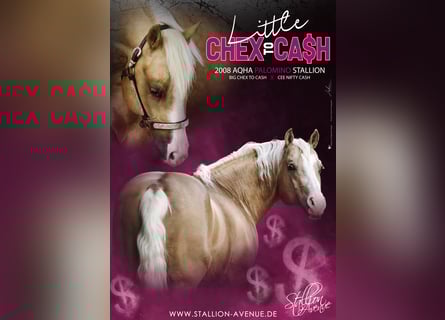 American Quarter Horse, Stallone, 18 Anni, 152 cm, Palomino
