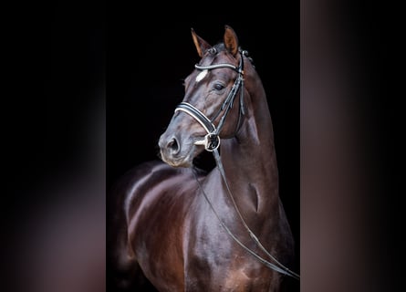 Hannoveraan, Hengst, 15 Jaar, 173 cm, Donkere-vos