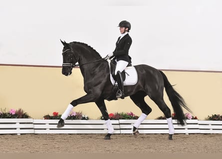 Koń reński, Ogier, 8 lat, 172 cm, Kara