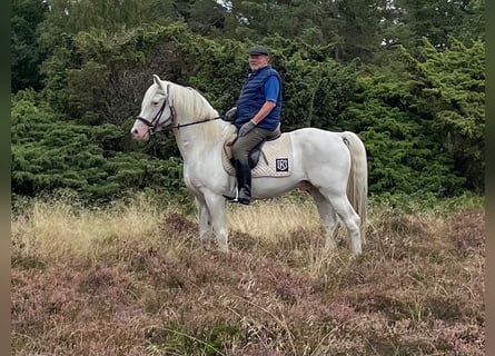 Knabstrupper, Hengst, 15 Jahre, 158 cm, White