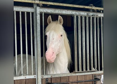 Knabstrup, Stallion, 14 years, 15,2 hh, White