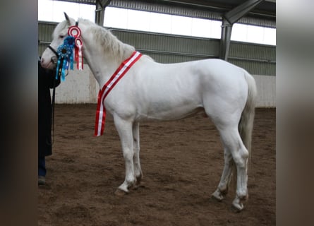Knabstrup, Stallion, 14 years, 15,2 hh, White