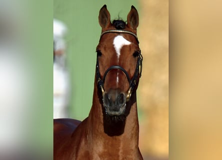 Holstein, Stallone, 33 Anni, 169 cm, Baio