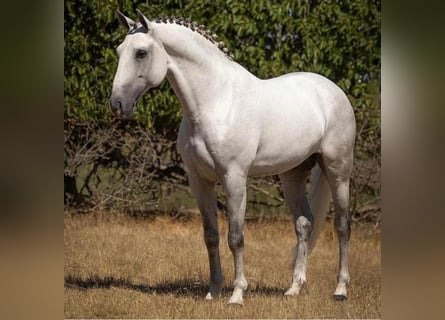 Lusitanien, Étalon, 10 Ans, 160 cm, Gris