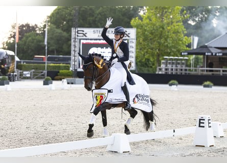 Lusitanien, Étalon, 11 Ans, 165 cm, Bai