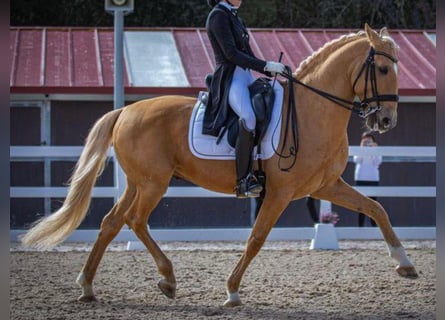 Lusitanien, Étalon, 12 Ans, 158 cm, Palomino