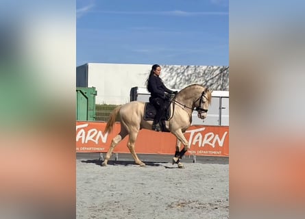 Lusitanien, Étalon, 12 Ans, 162 cm, Cremello