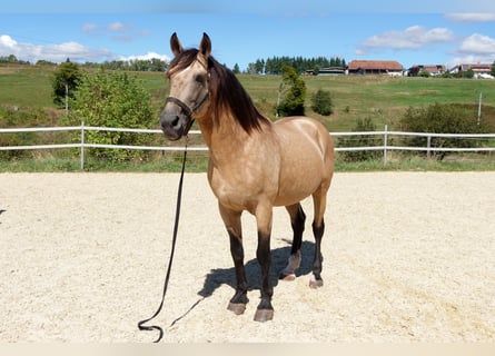 Lusitanien, Étalon, 12 Ans, 168 cm, Buckskin