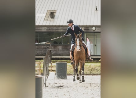 Lusitanien Croisé, Étalon, 14 Ans, 157 cm, Bai brun