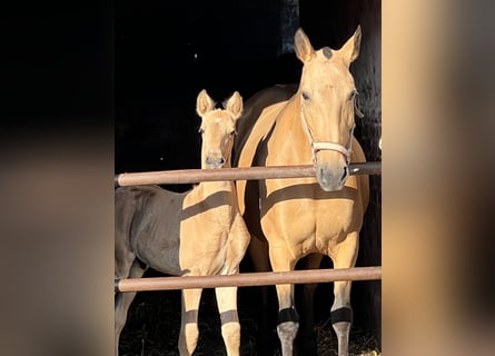 Lusitanien, Étalon, 1 Année, 163 cm, Buckskin