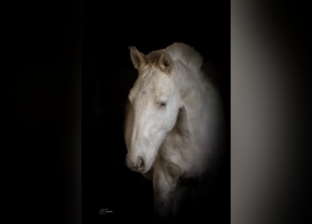 Lusitanien, Étalon, 1 Année, 163 cm, Cremello