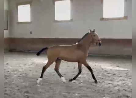 Lusitanien, Étalon, 1 Année, 164 cm, Buckskin