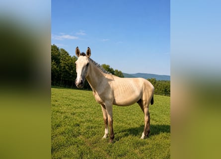 Lusitanien, Étalon, 1 Année, 164 cm, Buckskin