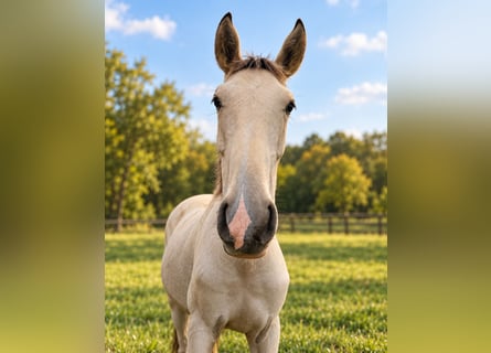 Lusitanien, Étalon, 1 Année, 164 cm, Buckskin