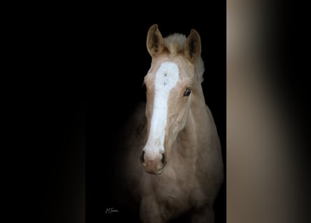 Lusitanien, Étalon, 1 Année, 165 cm, Palomino