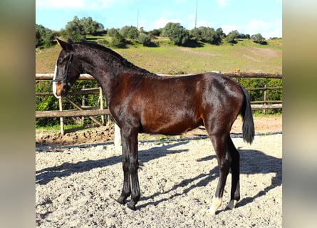 Lusitanien, Étalon, 1 Année, 167 cm, Bai brun