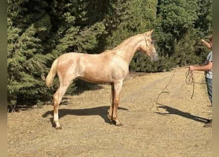 Lusitanien, Étalon, 1 Année, 167 cm, Palomino
