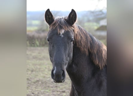 Lusitanien, Étalon, 1 Année, Léopard