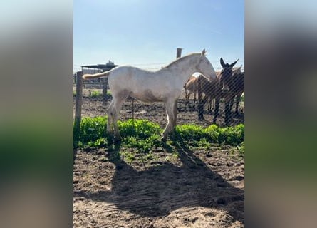 Lusitanien, Étalon, 2 Ans, 150 cm, Blanc