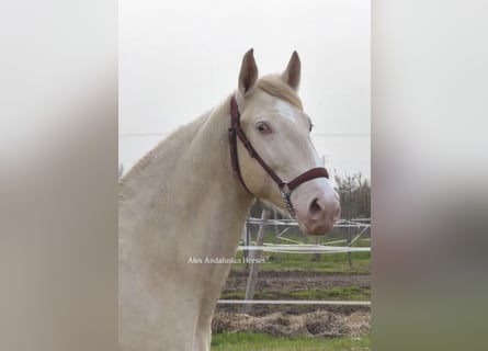 Lusitanien, Étalon, 2 Ans, 150 cm, Perlino
