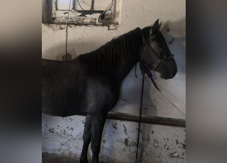 Lusitanien, Étalon, 2 Ans, 154 cm, Gris