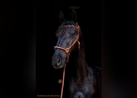 Lusitanien Croisé, Étalon, 2 Ans, 155 cm, Noir