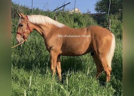 Lusitanien, Étalon, 2 Ans, 156 cm, Palomino