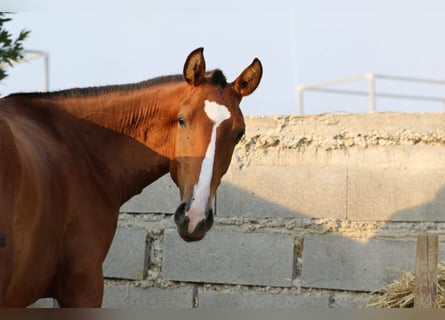 Lusitanien, Étalon, 2 Ans, 158 cm, Bai