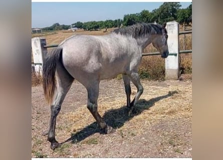 Lusitanien, Étalon, 2 Ans, 161 cm, Gris