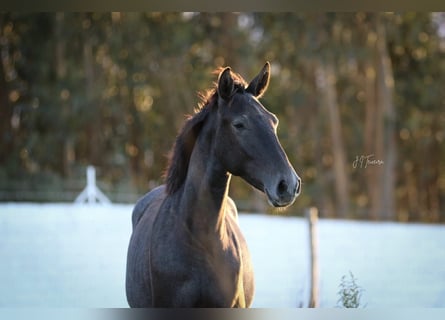 Lusitanien, Étalon, 2 Ans, 162 cm, Gris