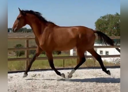 Lusitanien, Étalon, 2 Ans, 163 cm, Bai