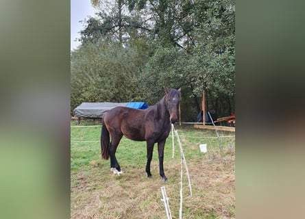 Lusitanien, Étalon, 2 Ans, 165 cm, Bai brun foncé