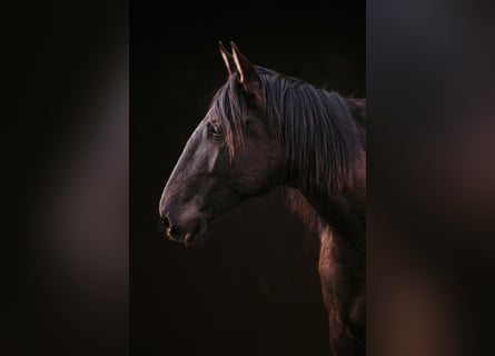 Lusitanien, Étalon, 2 Ans, 165 cm, Bai brun foncé