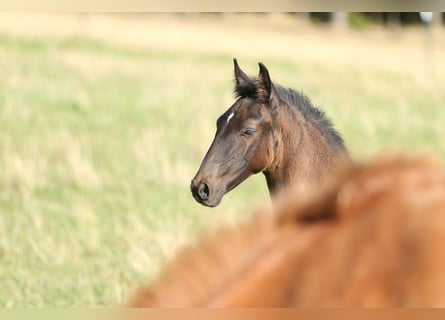 Lusitanien, Étalon, 2 Ans, 165 cm, Bai brun foncé