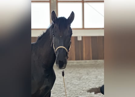 Lusitanien, Étalon, 2 Ans, 165 cm, Noir