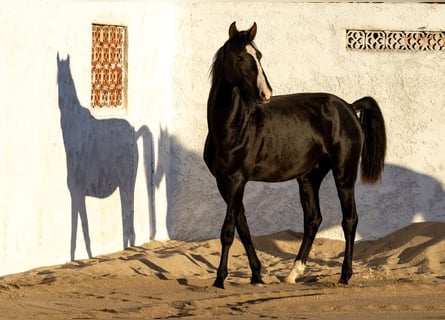 Lusitanien Croisé, Étalon, 2 Ans, 170 cm, Noir