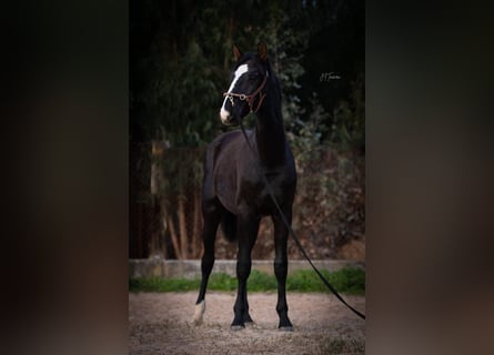 Lusitanien Croisé, Étalon, 2 Ans, 170 cm, Noir