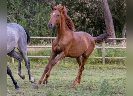 Lusitanien, Étalon, 2 Ans, Alezan
