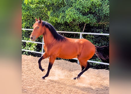 Lusitanien, Étalon, 2 Ans, Bai
