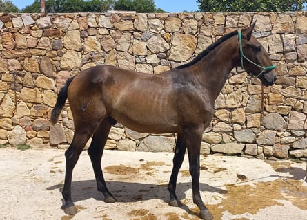 Lusitanien, Étalon, 2 Ans, Gris